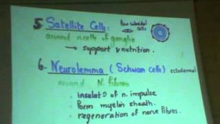 Dr Gihan CNS 5 part2 Brain barrierscerebrum amp neuroglia [upl. by Naahs]