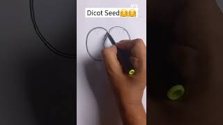 Dicot Seed Easy Labelled Diagram youtubeshorts ytshorts shorts viral biology drawing [upl. by Issy]