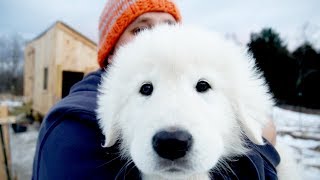 Livestock Guard Puppy Moves to Duck Farm [upl. by Eidualc638]