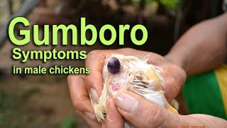 Gumboro Disease IBD Symptoms in Chicken POULTRY DISEASES [upl. by Hoffman]