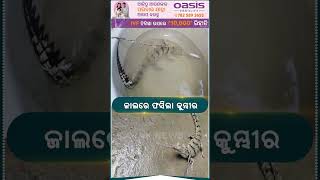 Baby Crocodile Rescued In Kendrapara  Kanak News Shorts [upl. by Owen]