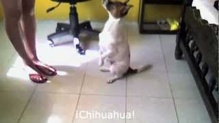 Compilation Perros que hablan [upl. by Emad]