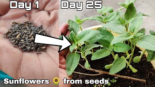 How to grow sunflowers from seed how to grow sunflowers best way to grow Sunflowers from seeds [upl. by Oznofla856]