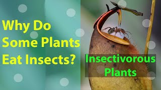 Why do some plants eat insects  insectivorous plants [upl. by Barris514]