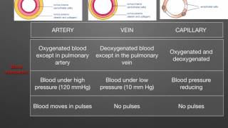 AS level G1 Arteries veins capillaries Ms Cooper [upl. by Airamak13]