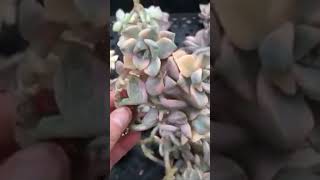 Graptopetalum Mendozae Variegata 45 heads clusterSenyang Horticulture [upl. by Stewart794]