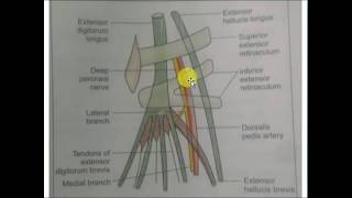 Anatomy of dorsalis pedis artery [upl. by Sigismundo]