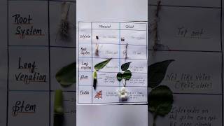 Identification of monocot and dicot plants easy shorts [upl. by Chrisse]