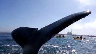 Whale nearly high fives kayaker in the face [upl. by Marler52]