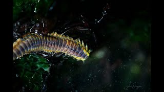 Intertidal WildernessEpisode 5 Salish Sea Polychaete Worms [upl. by Alym905]