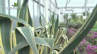 Agave  plantation et entretienles informations essentielles en 1 minute  Truffaut [upl. by Rozina]