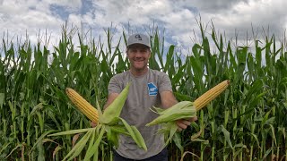 Non GMO v GMO Corn UPDATE [upl. by Neetsuj]