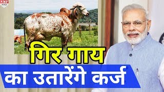 Modi का गायों को लेकर बड़ा फैसला Gujarat में बनाएंगे Gir cow sanctuary [upl. by Namreh]