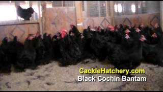 Black Cochin Bantam Chicken Breeds Breeder Flock  Cackle Hatchery [upl. by Chancelor]