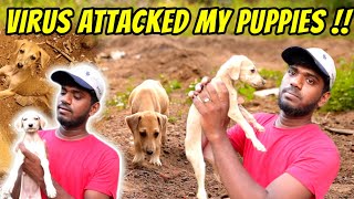 🐕 Virus ATTACKED my Dog PUPPIES  My Mistakes 🙃 [upl. by Stanly]