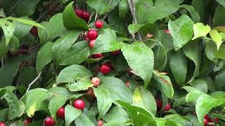 Flacourtia Jangomas fruits Ripe Ololikka or Loobikka or Lovalolikka [upl. by Grieve]