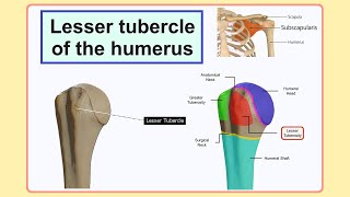 lesser tubercle of the humerus [upl. by Arrac741]