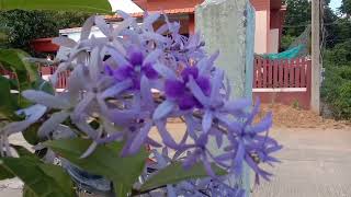 How to grow Lovely Sandpapaer VinePetrea Volubilis  how to grow and care [upl. by Trill]