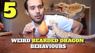 5 More Weird Bearded Dragon Behaviours You Didnt Know About [upl. by Swain]