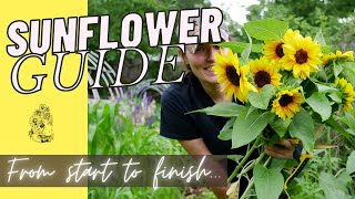 How to Grow Sunflowers from Seed  Cut Flower Gardening for Beginners [upl. by Frechette690]