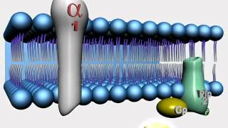 Animação Receptores Adrenérgicos Parte 2 [upl. by Mirisola930]