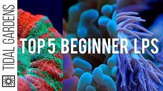 Top 5 LPS Corals for Beginners [upl. by Genie]