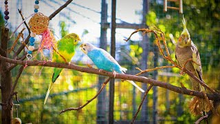 1 HOUR  BUDGIES SINGING OUTDOORS [upl. by Nahsab598]