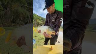 Carpa pega na UL com salsicha fishing carpfishing pesca carpa tilapia [upl. by Mellicent]