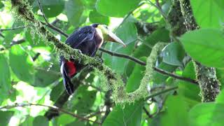 Ramphastos sulfuratus  Tucán pico iris [upl. by Gonick281]