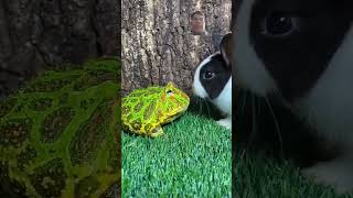 Ếch và chú thỏ frog animals funny cute pets frogs rabbit shorts funny chicken [upl. by Inat]