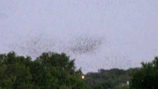 Swarm of 750000 bats in Austin Texas [upl. by Arymas116]