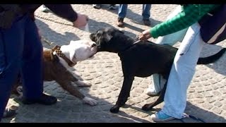 Police Pepper spray for fighting Pitbull in Amsterdam [upl. by Vaughan]