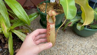 An Update on my Nepenthes Collection for May 2024 [upl. by Karlen425]