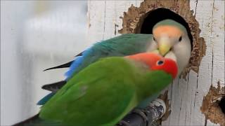 Lovebird 🦜 Breeding  Nest Making  petsandanimals birds nature itspetslifecuteanimals [upl. by Standley]