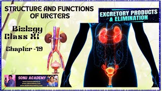 Structure and Functions of Ureters  Chap  19  class11 biology neet education excretion [upl. by Eelyahs861]