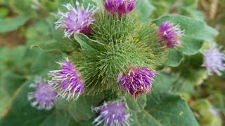 Wild Food  Greater Burdock Arctium lappa [upl. by Sayre987]