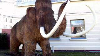 Woolly Mammoths may be brought back to life after being extinct for 5000 years  Report [upl. by Iny434]