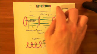 Effect of Endothelins on the Heart Part 6 [upl. by Perlie]