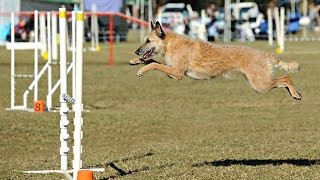 AKC Agility Trial Belgian Laekenois [upl. by Bolger324]