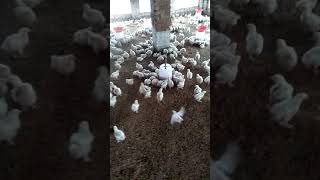 Broilers IBD Gumboro Vaccine using Water and Milk by Sunny Poultry ll गुम्बोरो पोल्ट्री वैक्सीन [upl. by Haelak]