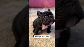 Adorable Frenchie Puppys First Squeaky Barks [upl. by Atat745]