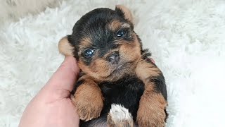 Tiny Teacup Yorkie Girl 3 Weeks Old Video 2 February 2 2024 [upl. by Halverson632]