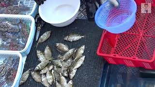 To Kill Siganus Fuscescens With Scissors At Floating Seafood Market At Sai Kung Of Hong Kong [upl. by Saffian]