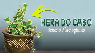 Hera do Cabo Senecio macroglossus  Fácil Cultivo [upl. by Brahear]