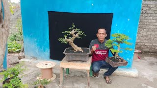 BURUAN MASKOT2 BONSAI SAYA CEK HARGA BONSAI DI BUDI SETIYAWAN 081231105330 [upl. by Ambrogio]