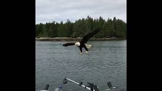 Bald Eagle snatches fish from fishermans boat [upl. by Geiss833]