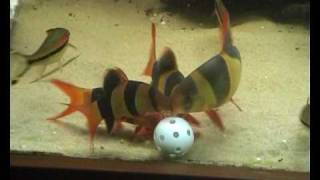 Clown loaches eating from plastic golfball [upl. by Annaig]