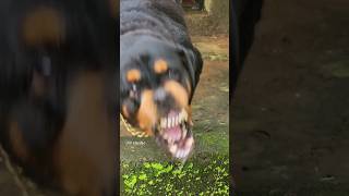 angry Rottweiler barking sound angrydog cuteanimal angrypuppy funny cutepuppy pets angrypet [upl. by Baillieu204]