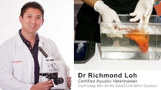 How to treat a floating bloated Goldfish with a swim bladder disorder with Dr Loh Fish veterinarian [upl. by Hemetaf37]