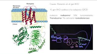 ¿Que es la Retinitis Pigmentaria [upl. by Ennoryt]